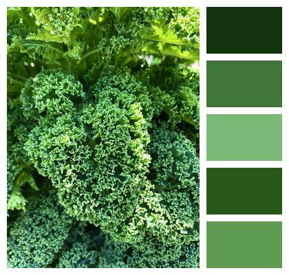 Kale Spring Cabbage Cabbage Image